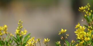 Які рослини краще не саджати на ділянці: поради від експертів