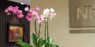 Квітникар розповів, чим простимулювати цвітіння орхідей