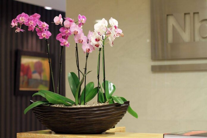 Квітникар розповів, чим простимулювати цвітіння орхідей