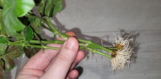 Городники розповіли, як пришвидшити вкорінення живців