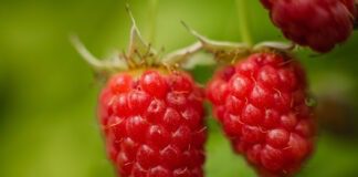 Експерти розповіли, чим підгодувати малину та смородину, і захистити кущі від шкідників