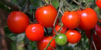 Найкращі сорти помідорів для городу