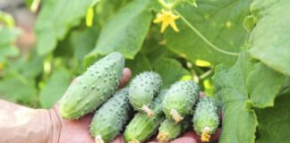 Дієве добриво для врожайності огірків