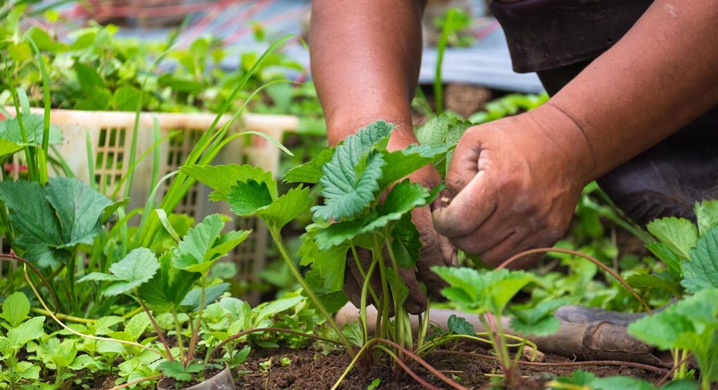 Щойно кущ полуниці відплодоносив – зрізаю, підсипаю 1 склянку перегною: через рік – врожай подвійний 