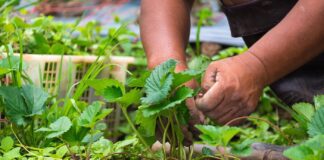 Городники розповіли, що зробити після плодоношення кущів полуниці