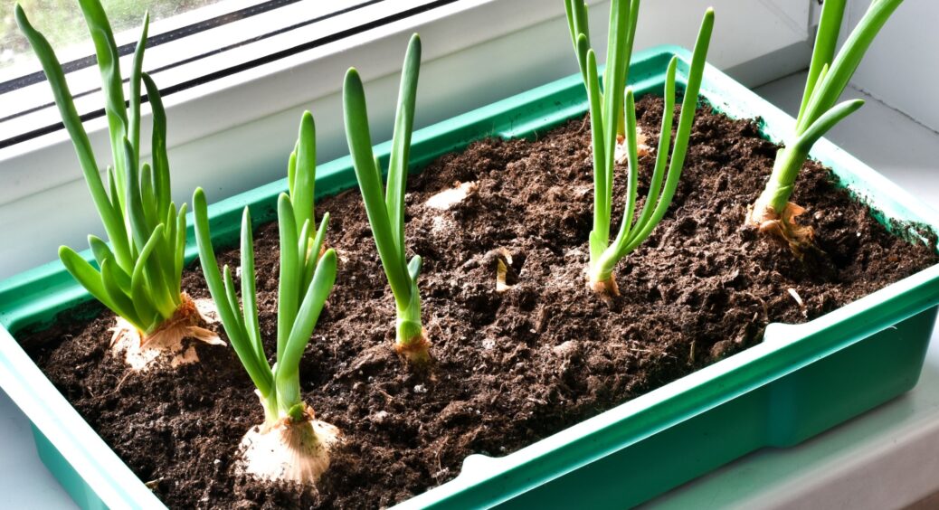 Як тільки розсада цибулі підросла, виконую 1 просту дію: в результаті виростає гігантська цибулина на 500 г 
