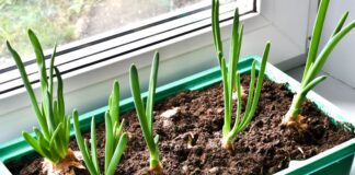 Як правильно вирощувати цибулю на підвіконні 