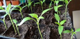 Експерти розповіли про найкраще добриво для розсади, щоб вона стала міцнішою та була родючою
