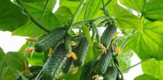 Найкращий сорт пучкових огірків