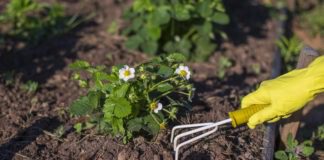 Дачники розповіли, які рослини слід перекопувати на зиму 