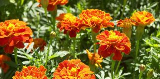 Садівники розповіли, навіщо закопувати чорнобривці в ґрунт восени