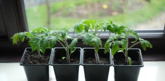 Найкраща підкормка для розсади