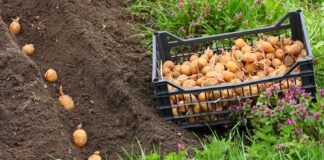 Як правильно вирощувати картоплю