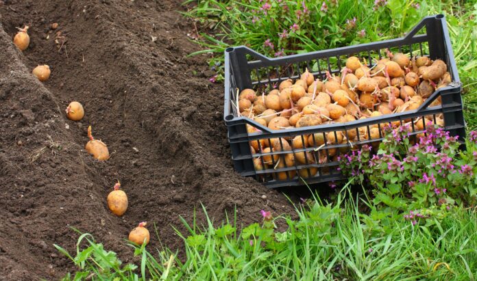 Як правильно вирощувати картоплю