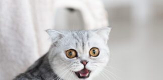 Народні прикмети про котів