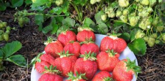 Чим удобрити полуницю наприкінці березня