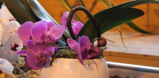 Надійне добриво для орхідей