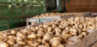 Як правильно зберігати врожай в квартирі чи будинку 