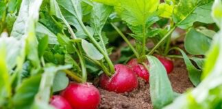 Дачники розповіли, чому редиска дає поганий врожай 
