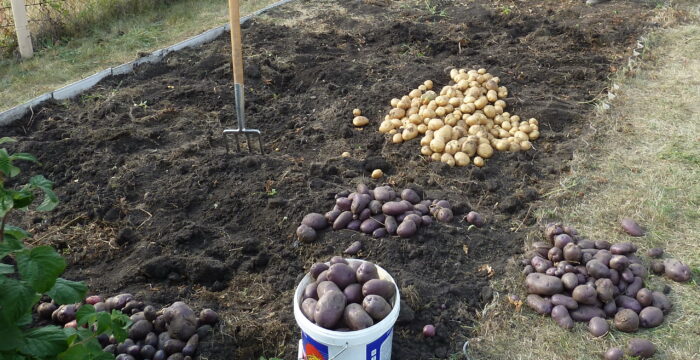Експерти з городництва розповіли про те, як правильно саджати картоплю та на яку глибину для щедрого врожаю