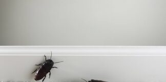 Господині поділилися народними засобами від тарганів