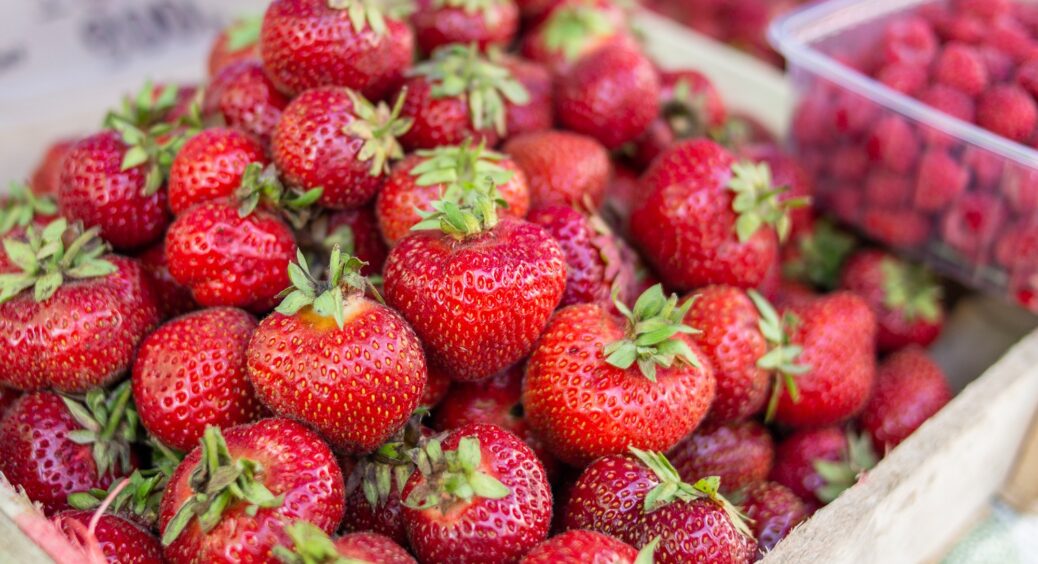 Свекруха відкрила мені очі: забула про важливу обробку полуниці після снігів і морозів, втратила 2/3 врожаю 