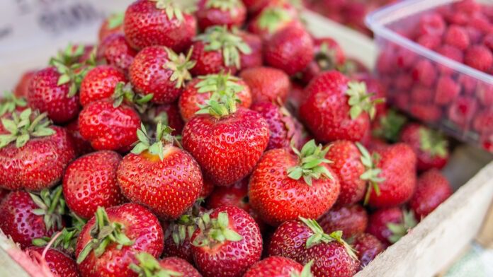 Найважливіша обробка полуниці навесні