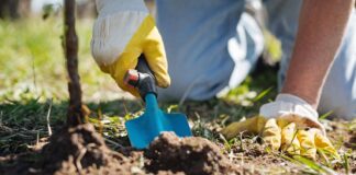 Добриво для оновлення ґрунту після зими