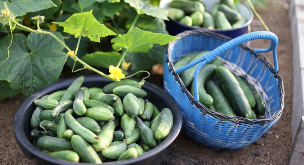 Мій сусід дуже мудро порадив: “Огірки люблять молоко” – тепер удобрюю город тільки таким добривом і радію 