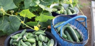  Городники розповіли, як збільшити плодоношення огірків