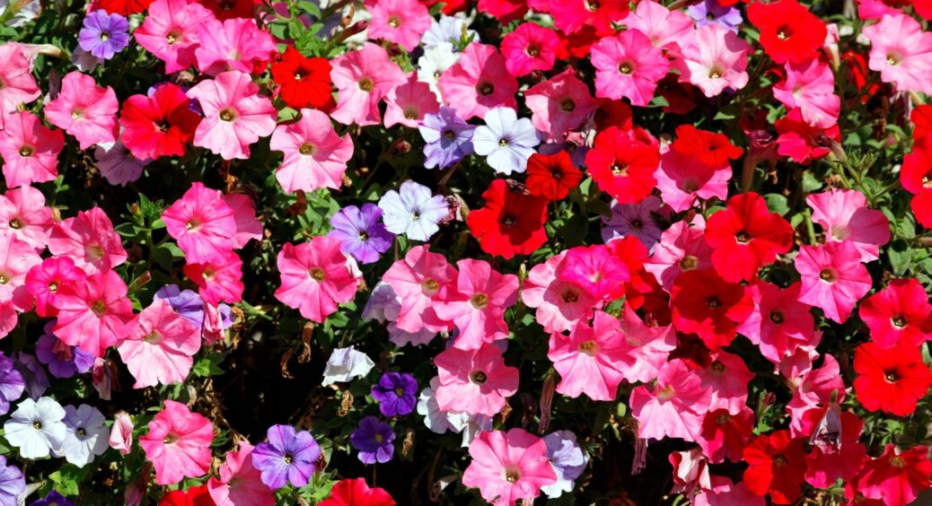 Тепер не тільки у сусідки петунія красива цвіте до самих морозів: випросила у неї 3 секрети, які спрацювали 