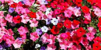 5 причин, чому не цвіте петунія в саду 