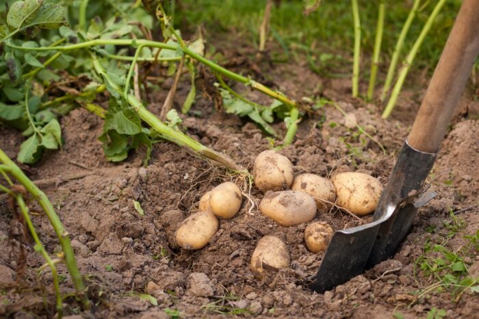 Досвідчені городники розповіли, як виростити щедрий врожай картоплі без особливих зусиль і клопоту