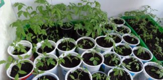 Досвідчені експерти-городники розповіли про підживдення під час вирощування розсади у домашніх умовах