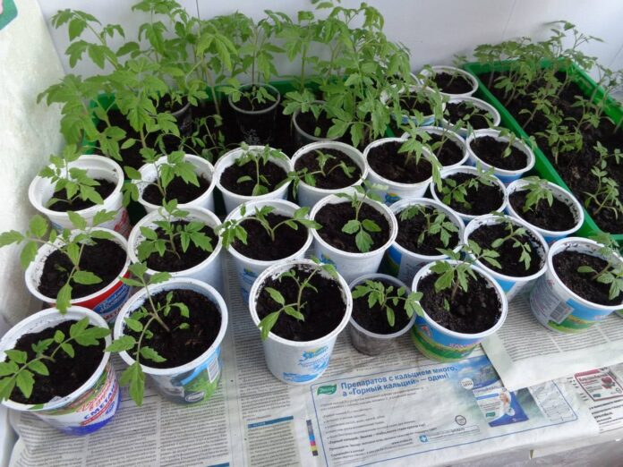 Досвідчені експерти-городники розповіли про підживдення під час вирощування розсади у домашніх умовах