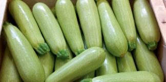 Городник розповів, чим простимулювати врожай кабачків