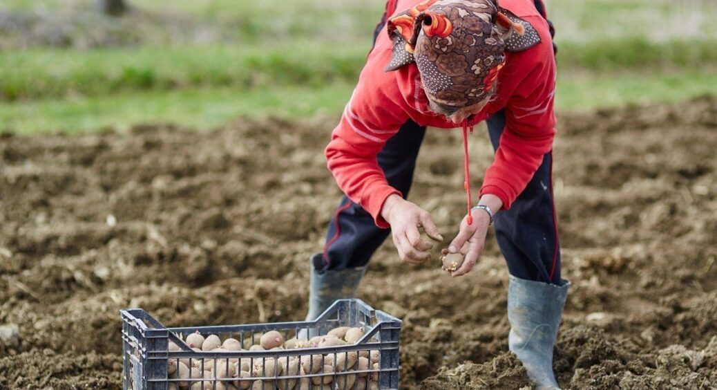 Перевірте, чи зробили ви все, що треба: список справ, які точно потрібно виконати на городі і в саду навесні 