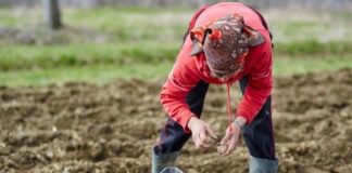 Дачники розповіли, що потрібно зробити на ділянці навесні