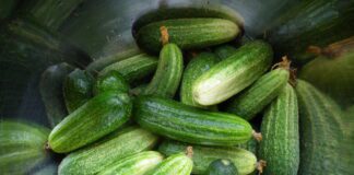 Городники розповіли, коли найкраще сіяти огірки у квітні
