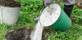 Експерти розповіли, як правильно і безпечно використовувати золу на городі