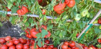 Який пасинок у помідорів краще не прибирати: врожаю не буде стовідсотково 