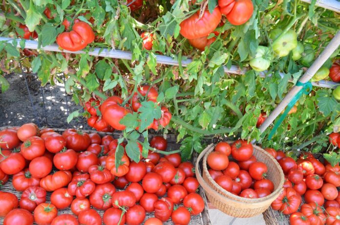 Який пасинок у помідорів краще не прибирати: врожаю не буде стовідсотково 