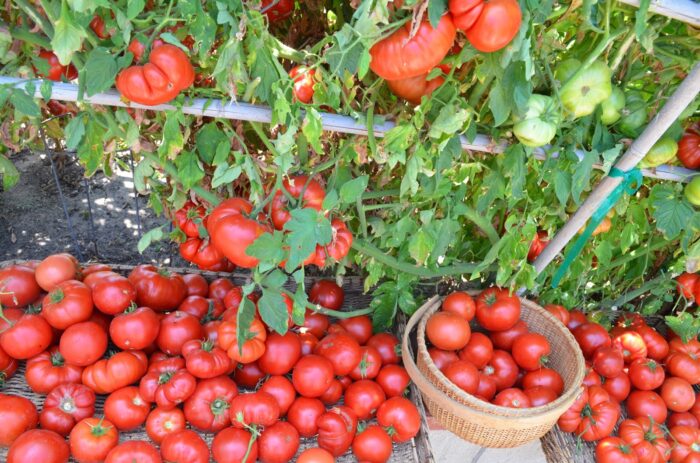 Експерти назвали добриво для помідорів, яке не приносить користі та робить врожай гіршим і несмачним