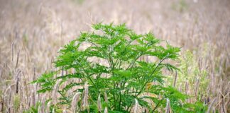 Городник назвав 5 небезпечних бур'янів, які одразу слід видалити