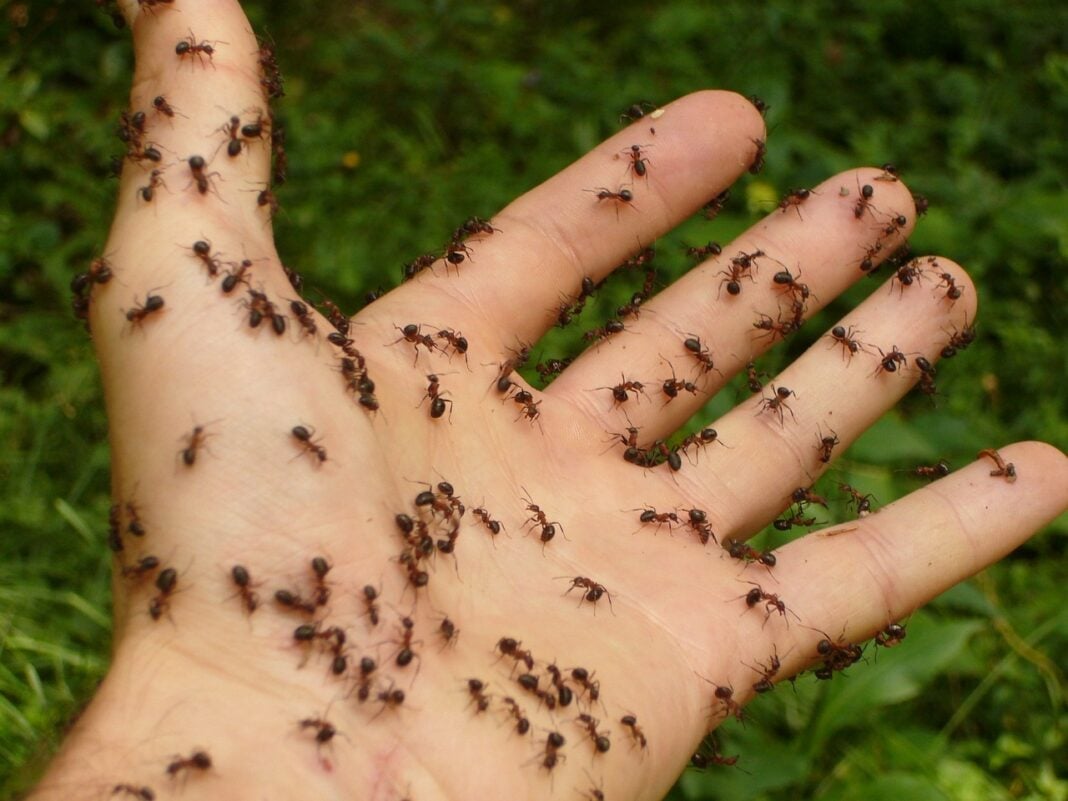 Як позбутися мурах в квартирі влітку 