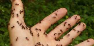 Як позбутися мурах в квартирі влітку 