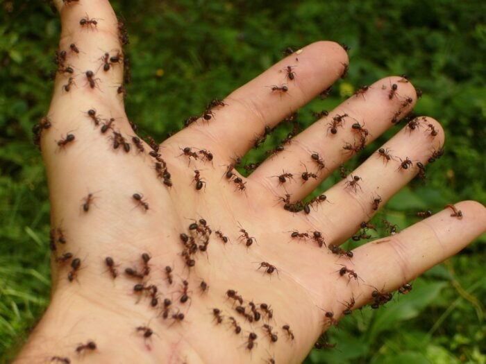 Як за 1 раз вивести мурах з городу: рецепт підручного засобу