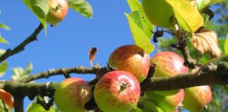 Які рослини посадити під яблунею, щоб не було шкідників 