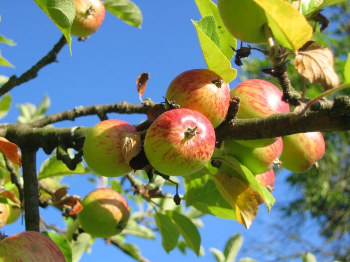 Які рослини посадити під яблунею, щоб не було шкідників 