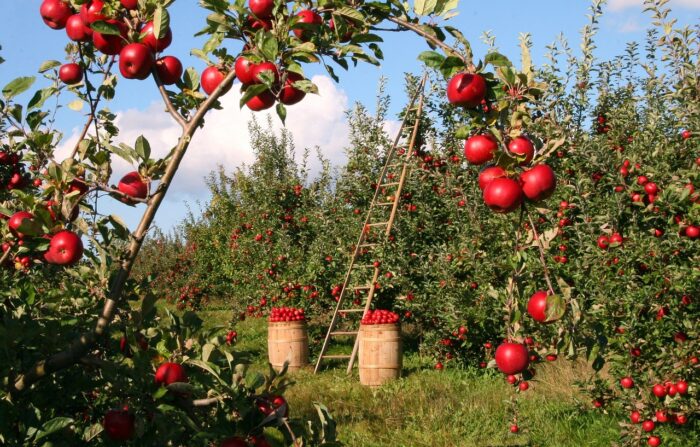 Садівник розповів, чим потрібно обробити яблуні та сливи для врожайності